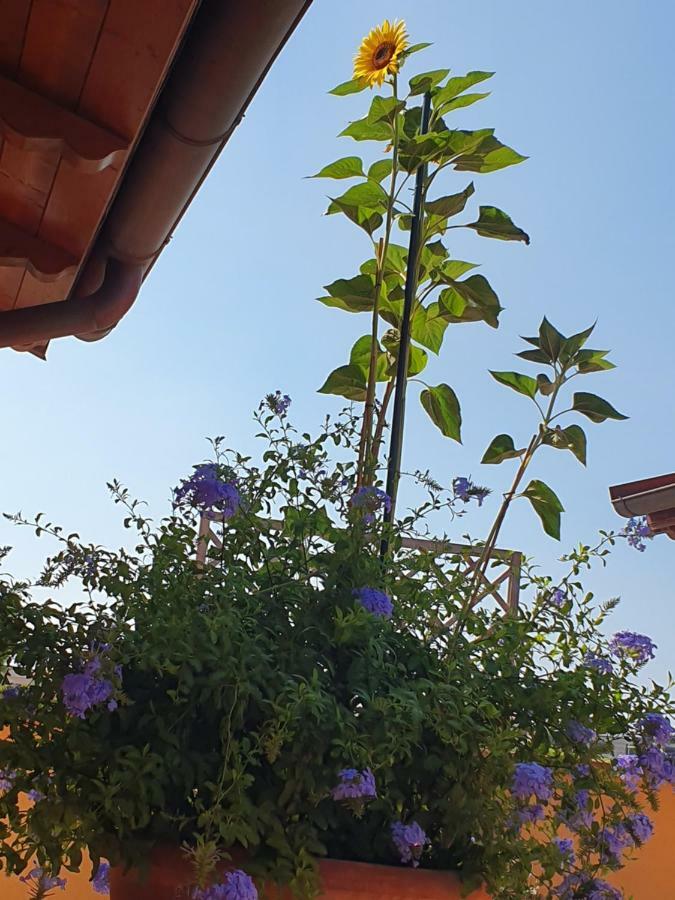 "La Terrazza Di Castiglione" Appartamenti Vacanza Castiglione della Pescaia Εξωτερικό φωτογραφία